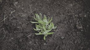 Seedling Protected by Plant Collar